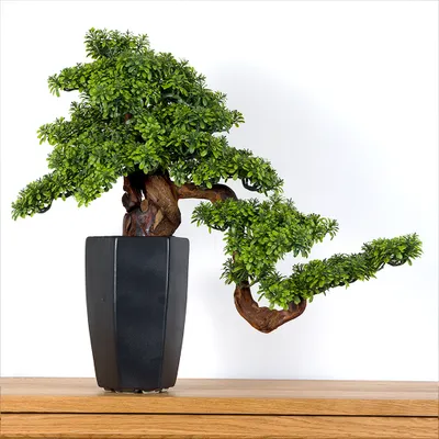Obrázek produktu pro Pokojová dekorativní bonsai - (PN-29)