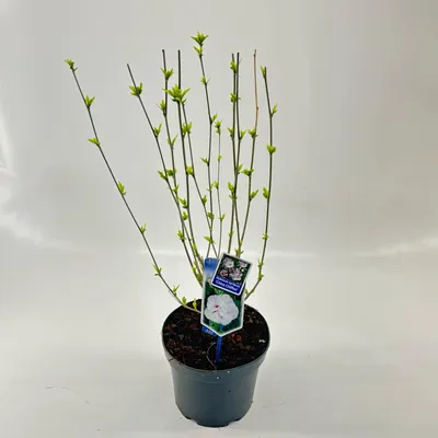 Produktbild von Hibiscus syriacus 'China Chiffon' - Garteneibisch | 60-70 cm im Topf