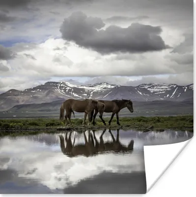 Produktbild von MuchoWow® Poster Pferde - Island - Natur 75x75 cm - Wand Dekoration