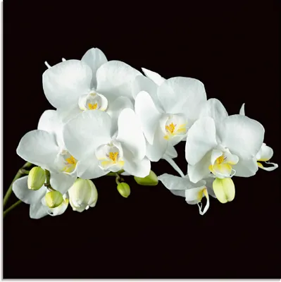 Produktbild von ARTland Glasbild Weiße Orchidee auf schwarzem Hintergrund Größe: 20x20 cm