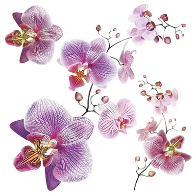 Produktbild von AG Design Wandstickers Lila Orchideen, 30 x 30 cm