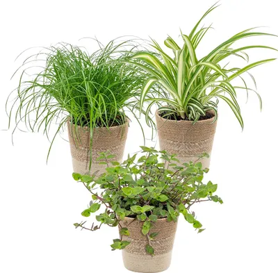 Image de Bloomique - Lot de 3 - Mélange sans danger pour les animaux avec panier en jute - Sans danger pour les animaux - 15-25 cm