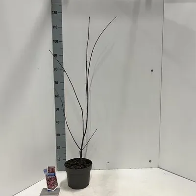 Produktbild von Acer pal. 'Trompenburg' - Fächerahorn | 60-70 cm im Topf