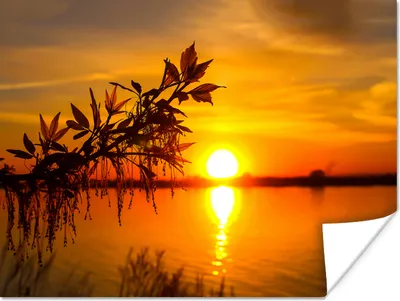 Produktbild von MuchoWow® Poster Sonnenuntergang - Wasser - Pflanzen - Orange 120x90 cm - Wandbild
