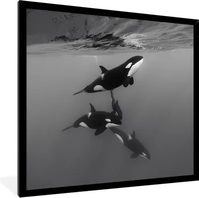 Produktbild von MuchoWow® Gerahmtes Poster Orca - Wasser - Schwarz - Weiß 40x40 cm - Poster mit Schwarzem Bilderrahmen Wandposter Rahmen Foto Bilder - Mit Rahmen - Wanddekoration Schlafzimmer