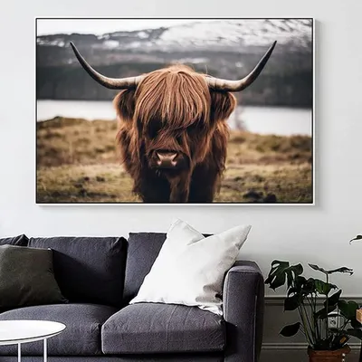 Leinwandbild Hochlandrind, 50x70 cm, Poster ohne Rahmen
