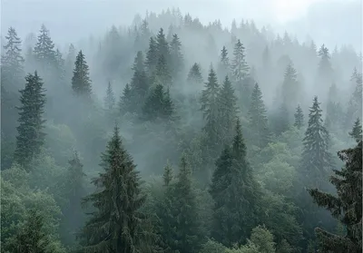 Produktbild von Fototapete 3D Effekt Wald Nebel Natur - 350x250 cm - inklusive kleister - Vlies Tapete - Vliestapete Wohnzimmer Schlafzimmer Küche Modern Wandtapete