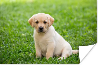 Produktbild von MuchoWow® Poster Welpe sitzt im Gras 120x80 cm - Bilder