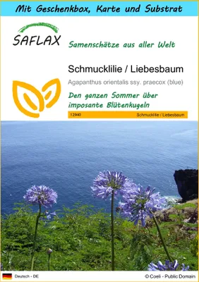 Produktbild von SAFLAX - Geschenk Set - Schmucklilie / Liebesbaum - 50 Samen - Mit Geschenk- / Versandbox, Versandaufkleber, Geschenkkarte und Anzuchtsubstrat - Agapanthus orientalis