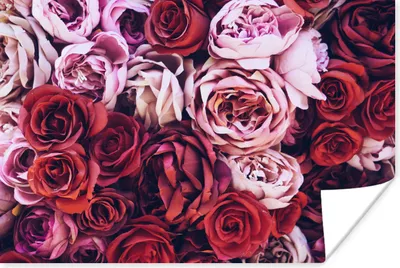 Produktbild von MuchoWow® Poster Rosen - Rot - Rosa 60x40 cm - Schlafzimmerdekoration