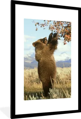Produktbild von MuchoWow® MuchoWow® Gerahmtes Poster Bär - Laub - Gras 60x90 cm - Poster mit zchwarzem Bilderrahmen - Dekoration - Wandposter Wohnzimmer - Hochwertig
