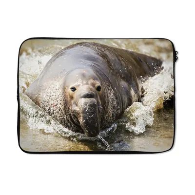 Produktbild von MuchoWow® Laptop Hülle 14 ZollTiere - Wasser - Strand Laptoptasche - Laptoptasche - Stoßsicher - Schutzhaube