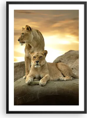 Produktbild von Gerahmtes Poster - Schwarzer Rahmen - Löwen Sonnenuntergang Felsen Krallen - 50x70 cm - Wand Bild - Wanddeko - Wandbilder - Wandposter - Bilderrahmen - Bilder - Kunstdruck - Wandbild - P2BPA50x70-2958