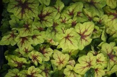 Produktbild von 6 x Heucherella hybr. 'Art Nouveau'® - Bastardschaumblüte - Topf 9 x 9 cm