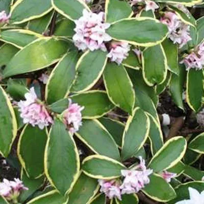 Obrázok produktu pre 2 x Daphne odora 'Aureomarginata' - 20-25 cm nádoba 20-25 cm nádoba