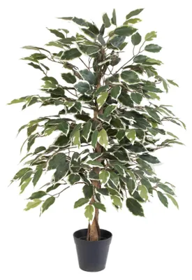 Produktbild von Künstlicher Ficus benjamina Variegata 85cm Birkenfeige im Topf – Kunst – Benjamin mit grün – weiß panaschierten Blättern