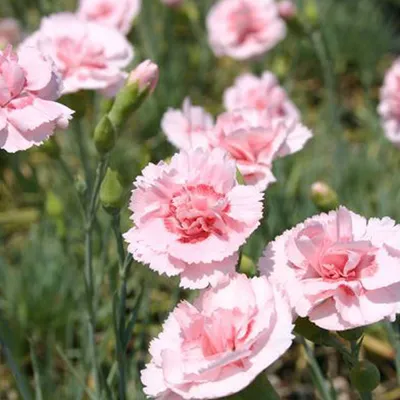 Image de 6 x Grasanjer - Dianthus plumarius 'Doris' | Pot de 9 cm x 9 cm