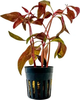 Produktbild von Aquarium Pflanze Alternanthera Lilacina Wasserpflanzen AquaOne Aquascape Nr.323L