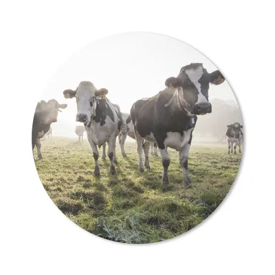 Produktbild von MuchoWow® Mauspad Mousepad Kühe - Licht - Gras - Tiere 20x20 cm - Mousepads - Maus Mat - Pad - Mausunterlage - Schreibtischmatte