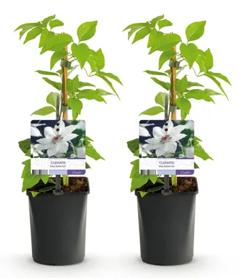 Produktbild von GreenboutiQ - Kletterpflanze - Clematis Miss Bateman - Blüte Rosa - Wenig Pflege - 2 Pflanzen - Topf 11cm Höhe 40cm