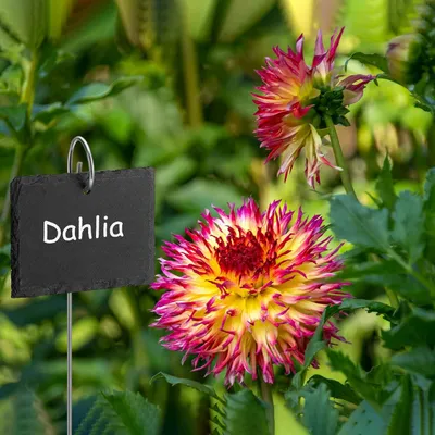 Produktbild von Schiefer Pflanzenetiketten - Wiederverwendbare Gartenetiketten - Set von 10 - Natürliches Material