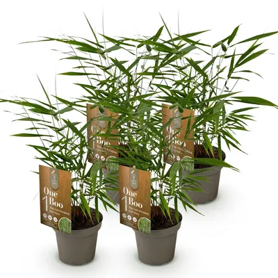 Produktbild von Green boutiQ - Gräser - Fargesia Asian Wonder - Bambus - Nicht Wuchernd - Grün - 4 Pflanzen - Topf 14 cm - Höhe 35 cm