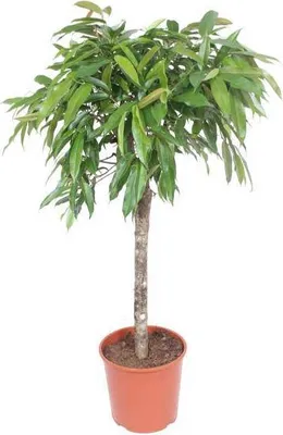 Produktbild von Schmalblättriger Gummibaum – Ficus binnendijkii Amstel King – 140cm – Ø30cm – Zimmerpflanze mit geflochtenem Stamm – Elegante Grünpflanze für Wohnzimmer & Büro