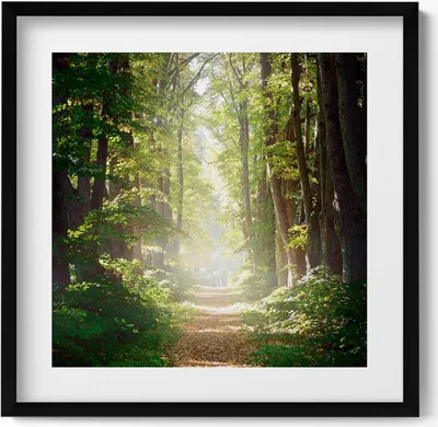 Produktbild von Waldweg zwischen den Bäumen– Wandbild mit Rahmen – Gerahmtes Bild  – Wanddekoration – 50x50 cm –  Schwarz Rahmen