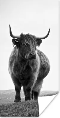 Produktbild von MuchoWow® Poster Tiere - Schottische Hochlandbewohner - Schwarz und weiß - Natur - Ländlich 60x120 cm - Wandschmuck