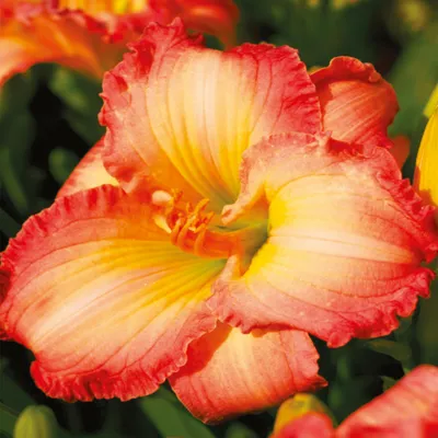 Produktbild von Taglilie Hemerocallis Staude Rhizom Taglilie Frosted Vintage Ruffle 1 St.