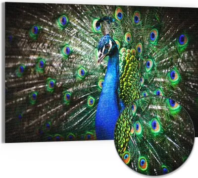 Produktbild von DEQORI Hybrid Leinwand Bild 90x60 cm 'Schönheit des Gefieders' Wandbild Glas flach modern