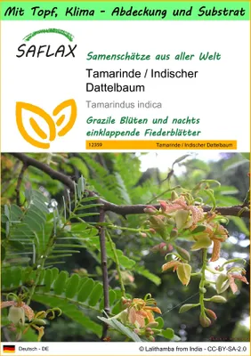 Produktbild von SAFLAX Garden to go - Tamarinde / Indischer Dattelbaum - Tamarindus indica - 4 Samen - Mit Topf, Klima - Deckel und Anzuchtsubstrat