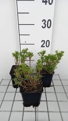 Immagine prodotto di 6 x Iberis semp. 'Nevina' - Fiore a nastro - vaso 9 x 9 cm