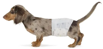 Image de A. Couches pour chien mâles, jetables, taille S, blanches, paquet de 30