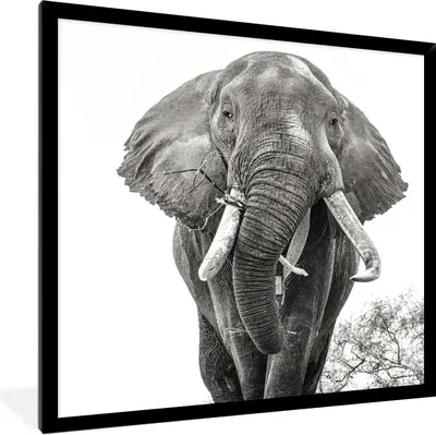 Produktbild von MuchoWow® Gerahmtes Poster Essender Elefant in schwarz-weiß 40x40 cm - Poster mit Schwarzem Bilderrahmen Wandposter Rahmen Foto Bilder - Mit Rahmen - Wanddekoration Schlafzimmer