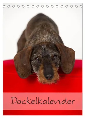 Produktbild von Dackel (Tischkalender 2027 DIN A5 hoch), CALVENDO Monatskalender
