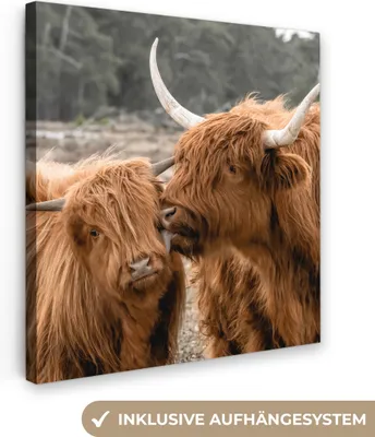 Zdjęcie produktu dla MuchoWow® - Obraz na płótnie - Szkocki góral - Krowa - Zwierzęta, fototapeta, dekoracja ścienna, obrazy do salonu, 50x50cm