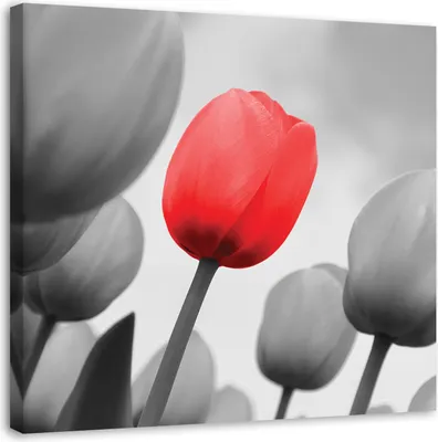 Produktbild von Leinwandbild rote tulpen in grau 60x60 cm Feeby rot wandbild bereit zum aufhängen