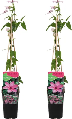 Produktbild von Bloomique - 2er-Set - Clematis Hagley Hybrid - Waldrebe - Rosa - Kletterpflanzen - Gartenpflanzen - Winterhart - Topf 15 cm - 70-80 cm hoch
