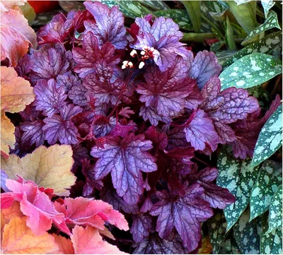 Produktbild von Stauden Gänge 1 x Heuchera Hybride 'Shanghai' im 1 Liter Topf - Purpurglöckchen - Mystische Blätter, strahlende Blüten - tolle Farbpracht