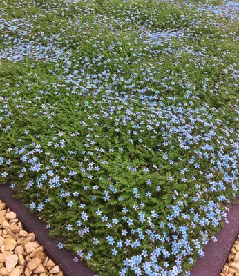 Produktbild von BALDUR Garten 3x Winterharte Bodendecker-Pflanze Isotoma 'Blue Foot®' , Pflanzen im 9x9 cm-Topf, Isotoma fluviatilis, trittfest, Blauer Bubikopf Gaudich Rasen-Ersatz, Polsterstaude, mehrjährig,