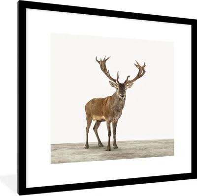 Produktbild von MuchoWow® Gerahmtes Poster Hirsche - Tiere - Geweih - Kinder - Mädchen - Jungen 40x40 cm - Poster mit Schwarzem Bilderrahmen Wandposter Rahmen Foto Bilder - Poster - Plakat im Rahmen