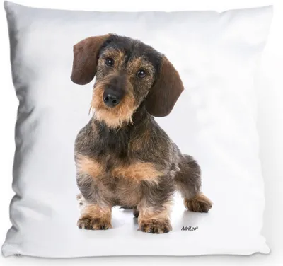 Produktbild von Kissenbezug 40x40cm - Rauhaardackel - Dackel Teckel Portrait Hund Kissenhülle