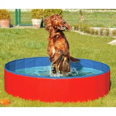 A dog is playing in a red and blue dog pool in a grassy yard.