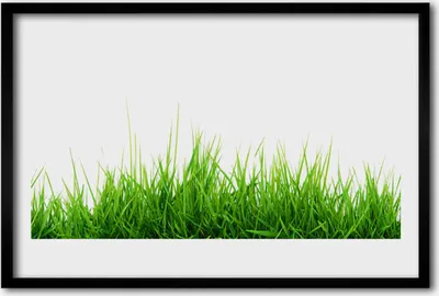 Produktbild von Bild 60x40 MDF-Rahmen Wandkunst Gras Natur Pflanze