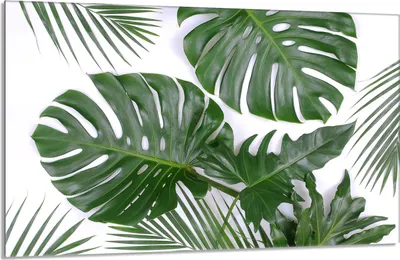 Obrázek produktu pro Kryt varné desky 80x52cm 1-dílný keramický kryt varné desky, listí Monstera