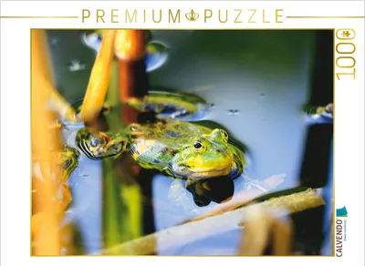 Produktbild von CALVENDO Puzzle Ein Motiv aus dem Kalender Teichfrösche | 1000 Teile Lege-Größe 64x48cm Foto-Puzzle für glückliche Stunden