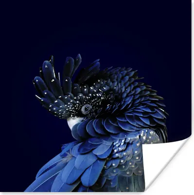 Produktbild von MuchoWow® Poster Blauer Kakadu mit dunklem Hintergrund 50x50 cm - Wohnzimmerdekoration