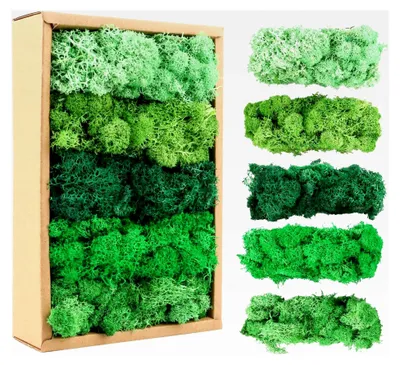 Produktbild von Islandmoos, 200 g in 5 verschiedenen Farben für Moosbilder, Natur, Authentisch, Konserviertes Deko-Moos, Kunstmoos für Basteln und Dekoration