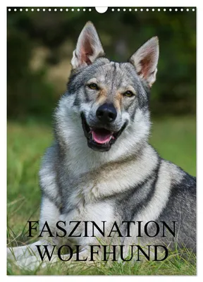Produktbild von Faszination Wolfhund (Wandkalender 2027 DIN A3 hoch), CALVENDO Monatskalender